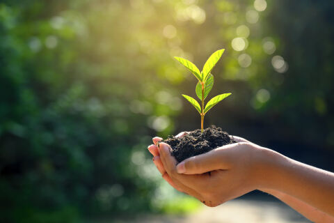 Background Female hand holding plant in soil