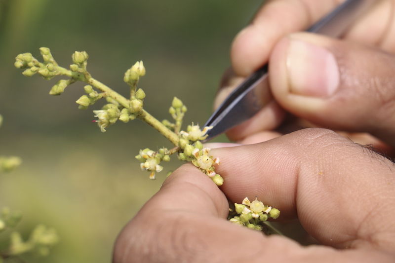 Plant food science 800 