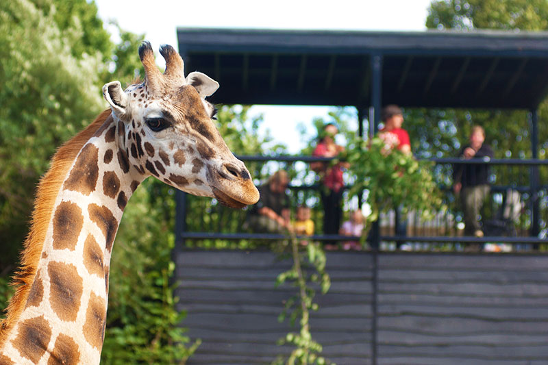 Giraffe at Belfast Zoo