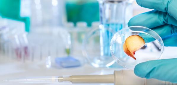 MSc Advanced Food safety - Researcher with peach slice