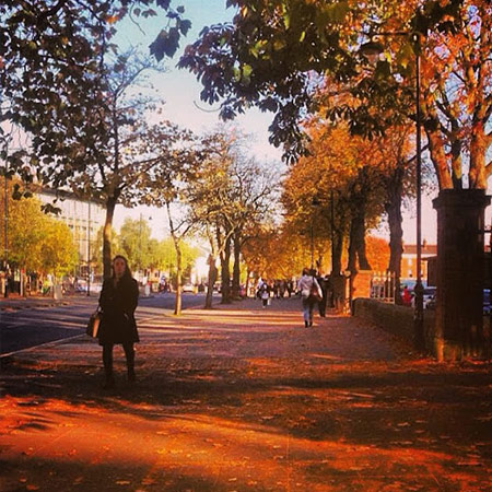 university road in autumn