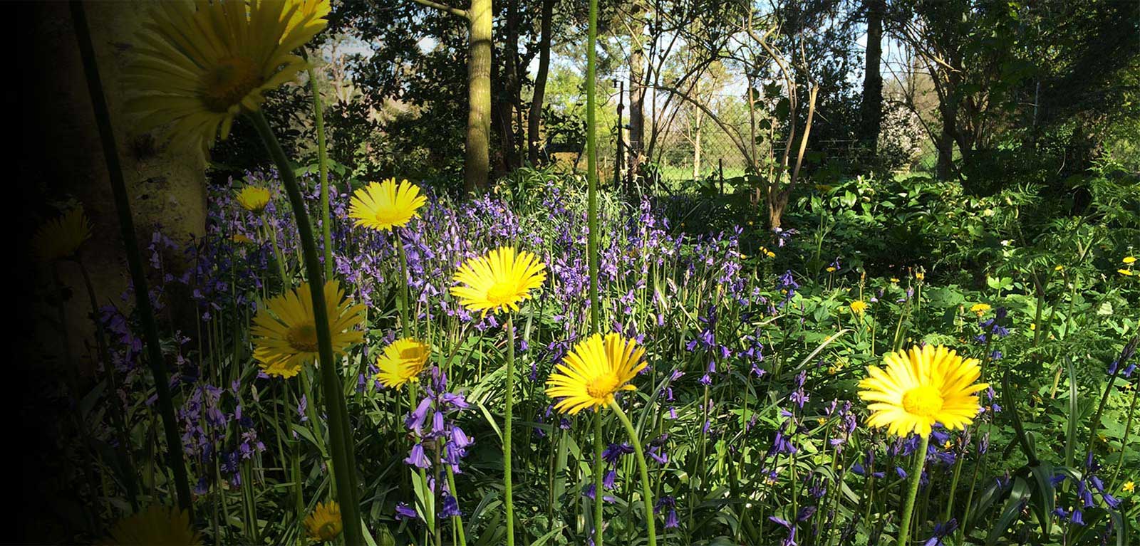 Yellow flowers and plants growing in front of a chain link fence