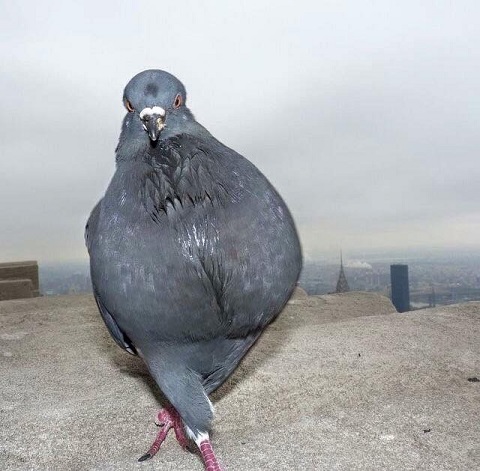 Pigeon