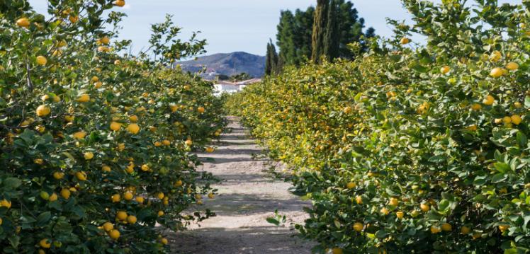 Lemon grove