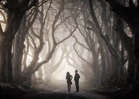 Dark hedges