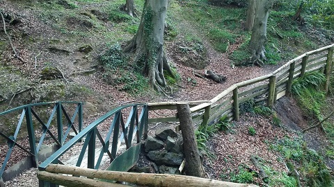 Stormont Woodlands