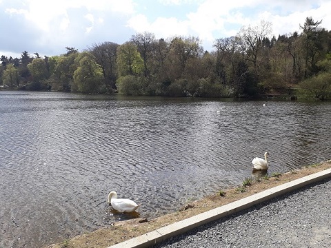 Swans 1