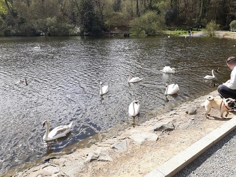 Swans 2