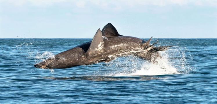 Basking shark