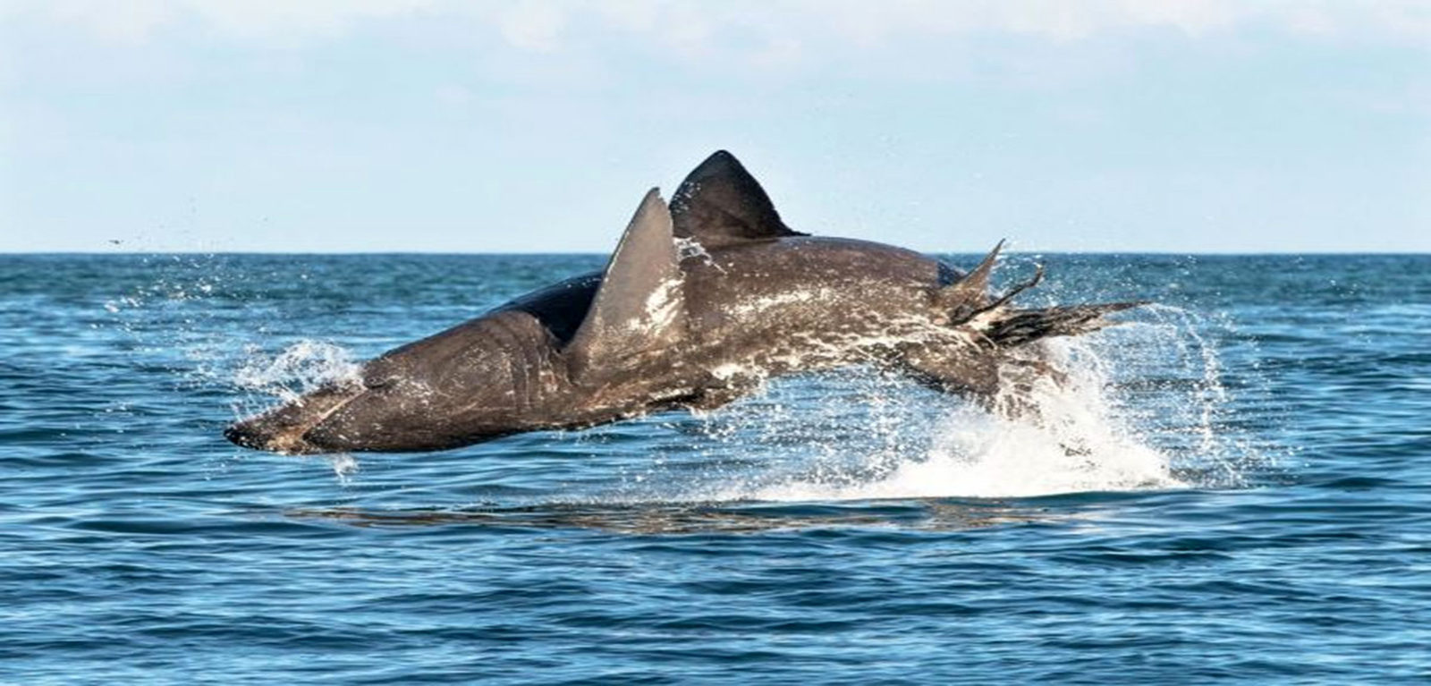 Basking shark