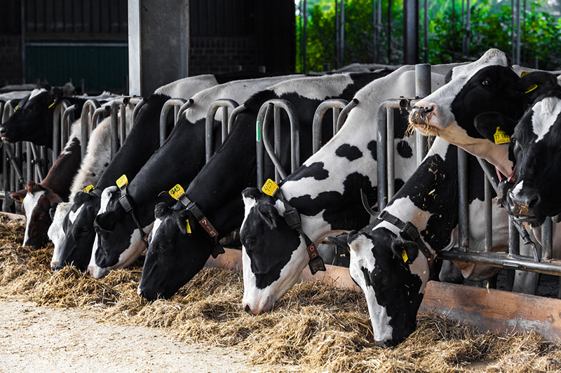 Cows eating byre 800x533