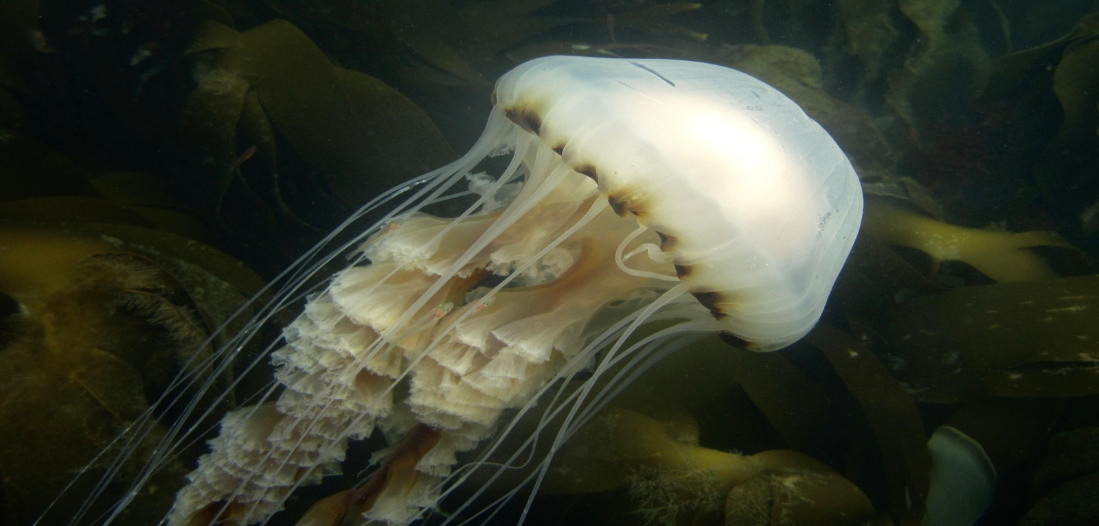 jellyfish