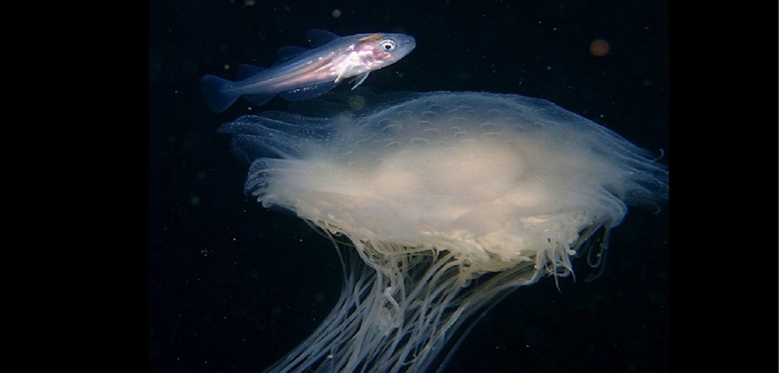 Jellyfish and Fish image by Sarah Bowen