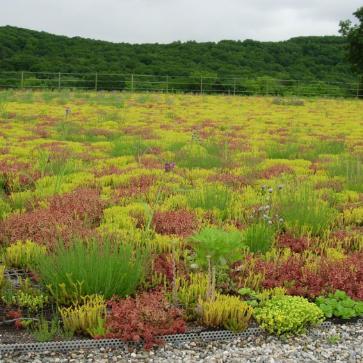 Wildflower roof planting