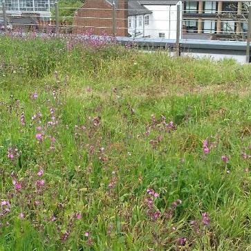 Wildflower roof example