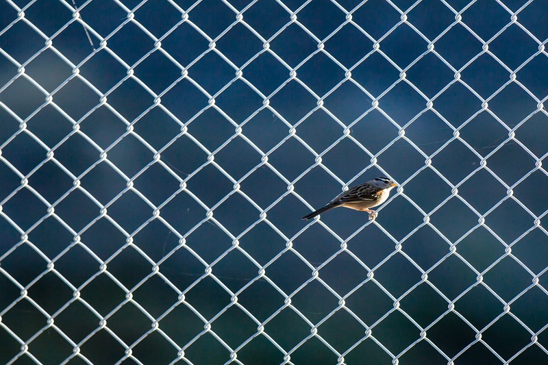 image of a bird standing on a metal fence 