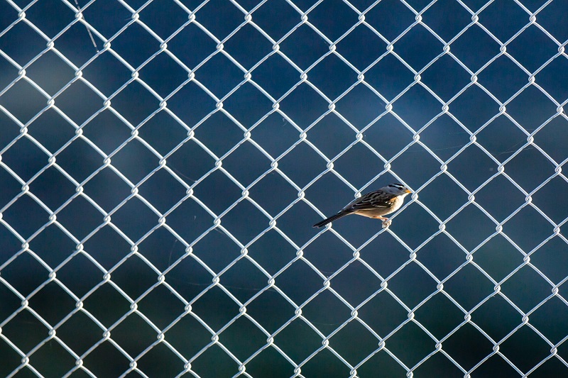 image of a bird standing on a metal fence