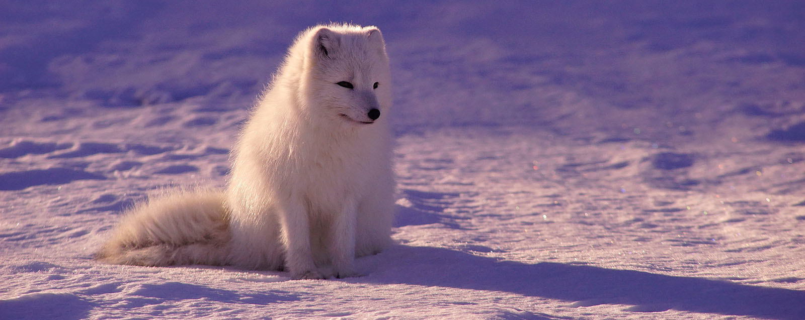 Arctic fox