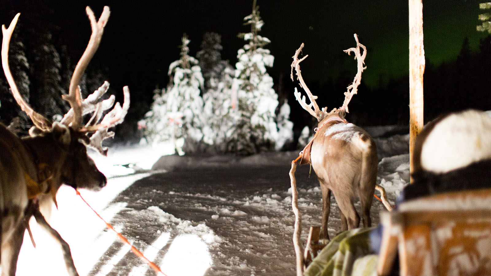 Reindeer
