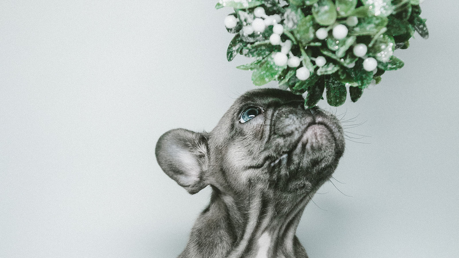 Dog under mistletoe