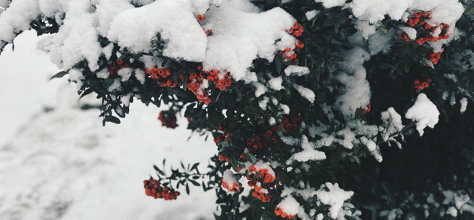 mistletoe