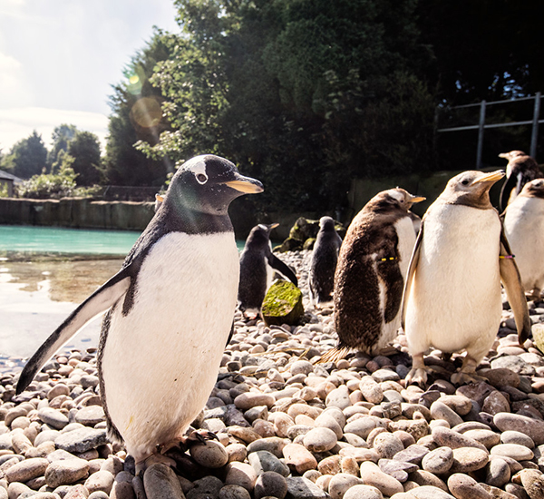 Penguins at Belfast Zoo