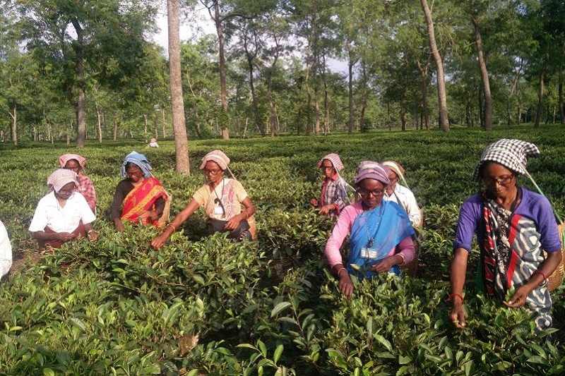 Tea workers