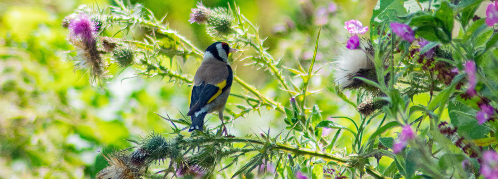 Bird on a tree