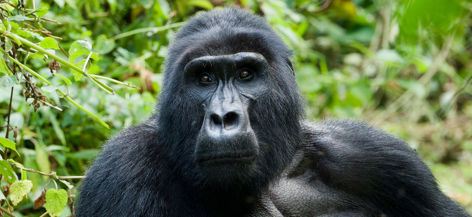 Mountain Gorilla