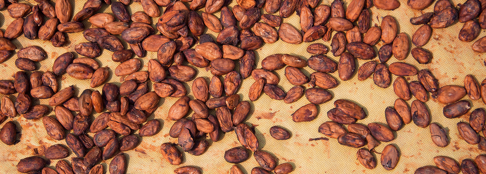 Cacao beans