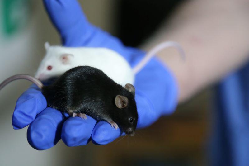 Two mice, one black and one white resting on a scientist's hand