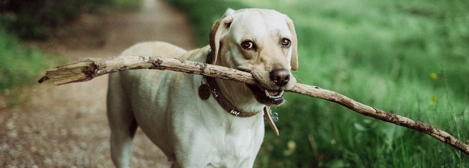 Dog with a stick