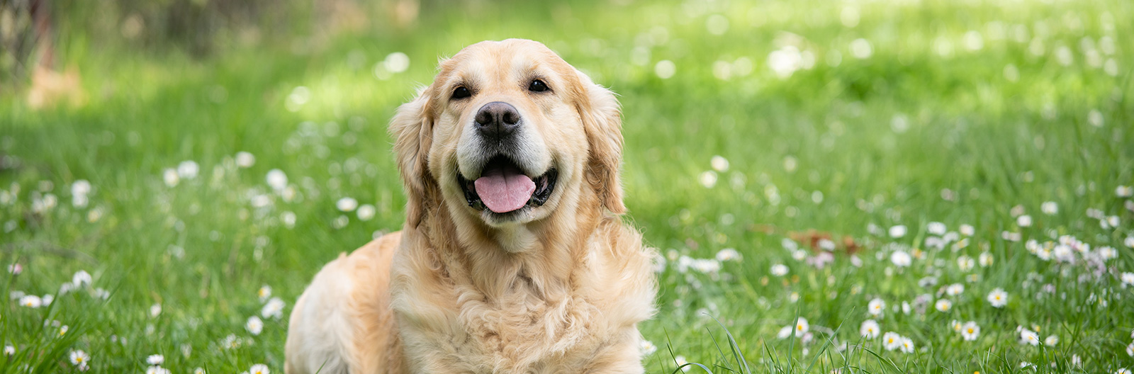 Smiling dog