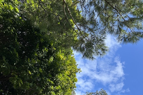 Trees in Beirut, Lebanon