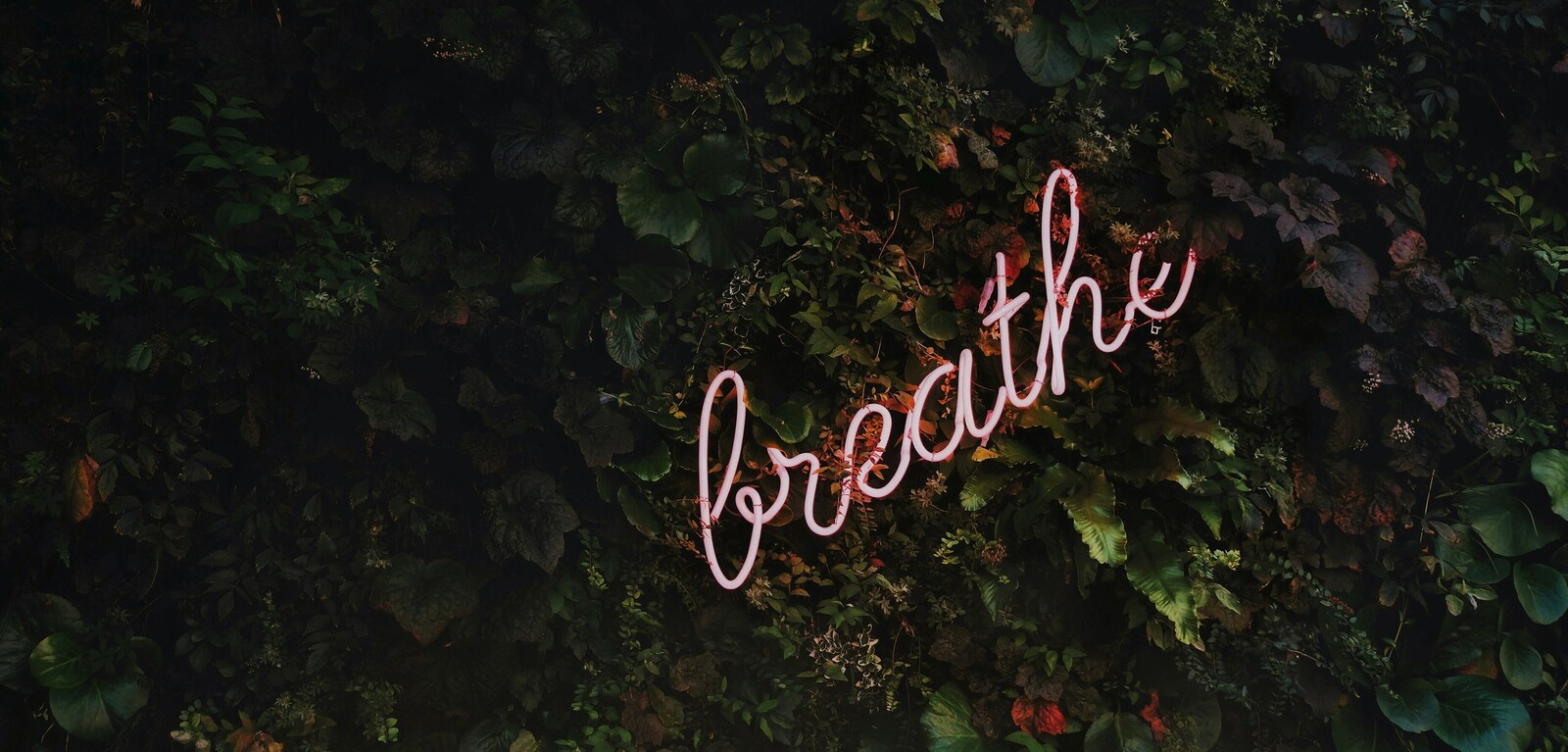 Pink 'Breathe' sign against a leafy background