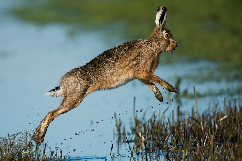 Brown rabbit hopping over water