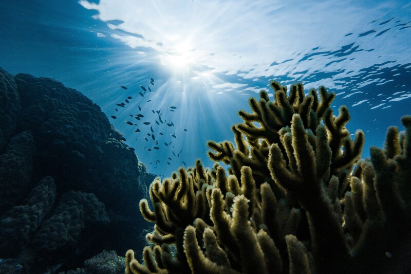 Group of fish swimming near reef