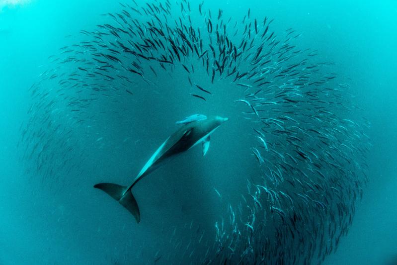 Group of fish swimming away from dolphin in the ocean