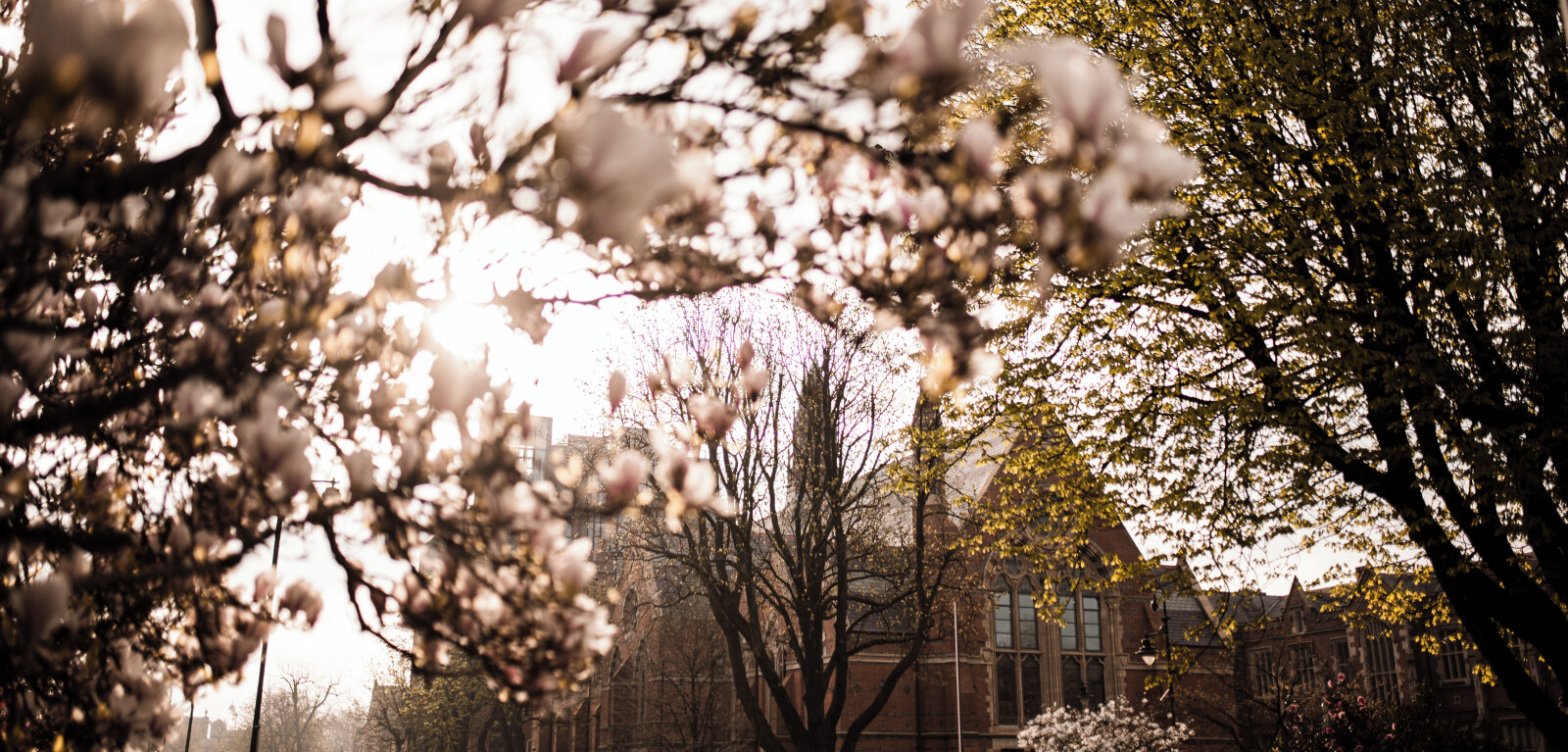 White flowers blooming on trees in the Quad