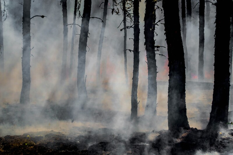 Forest fire