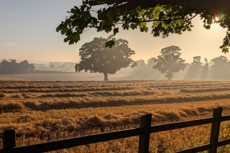 Harvest field