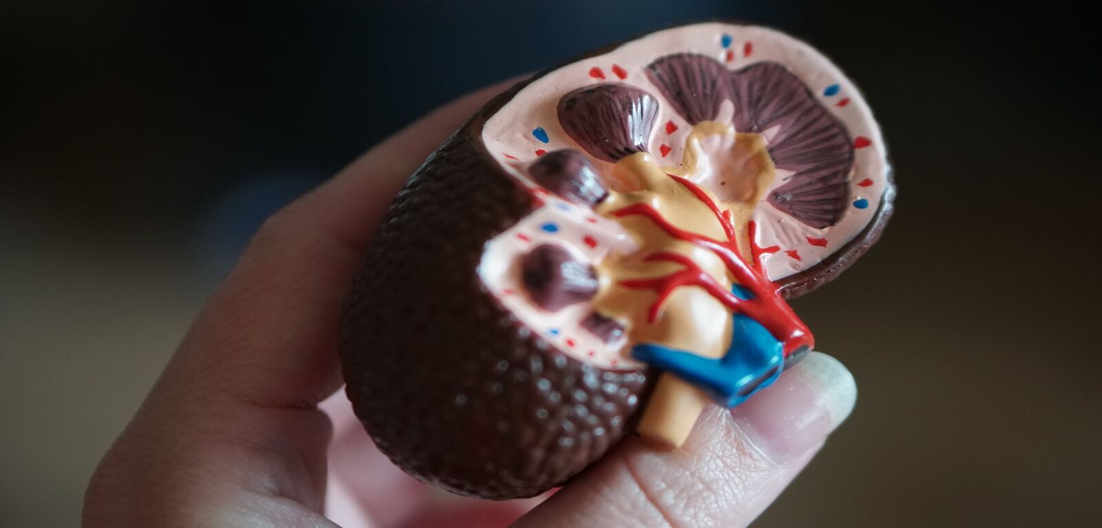 kidney disease research