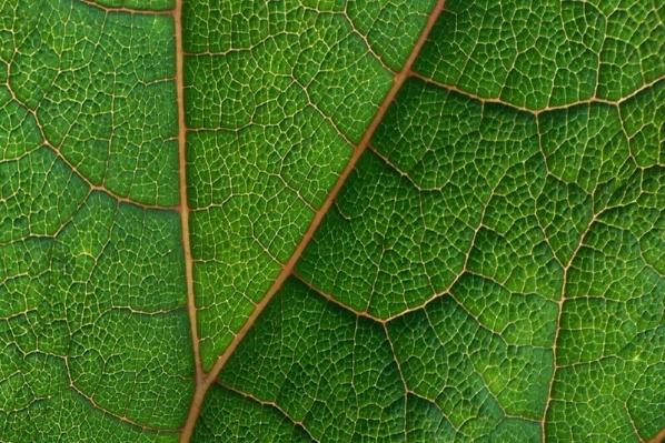 Close up of leaf