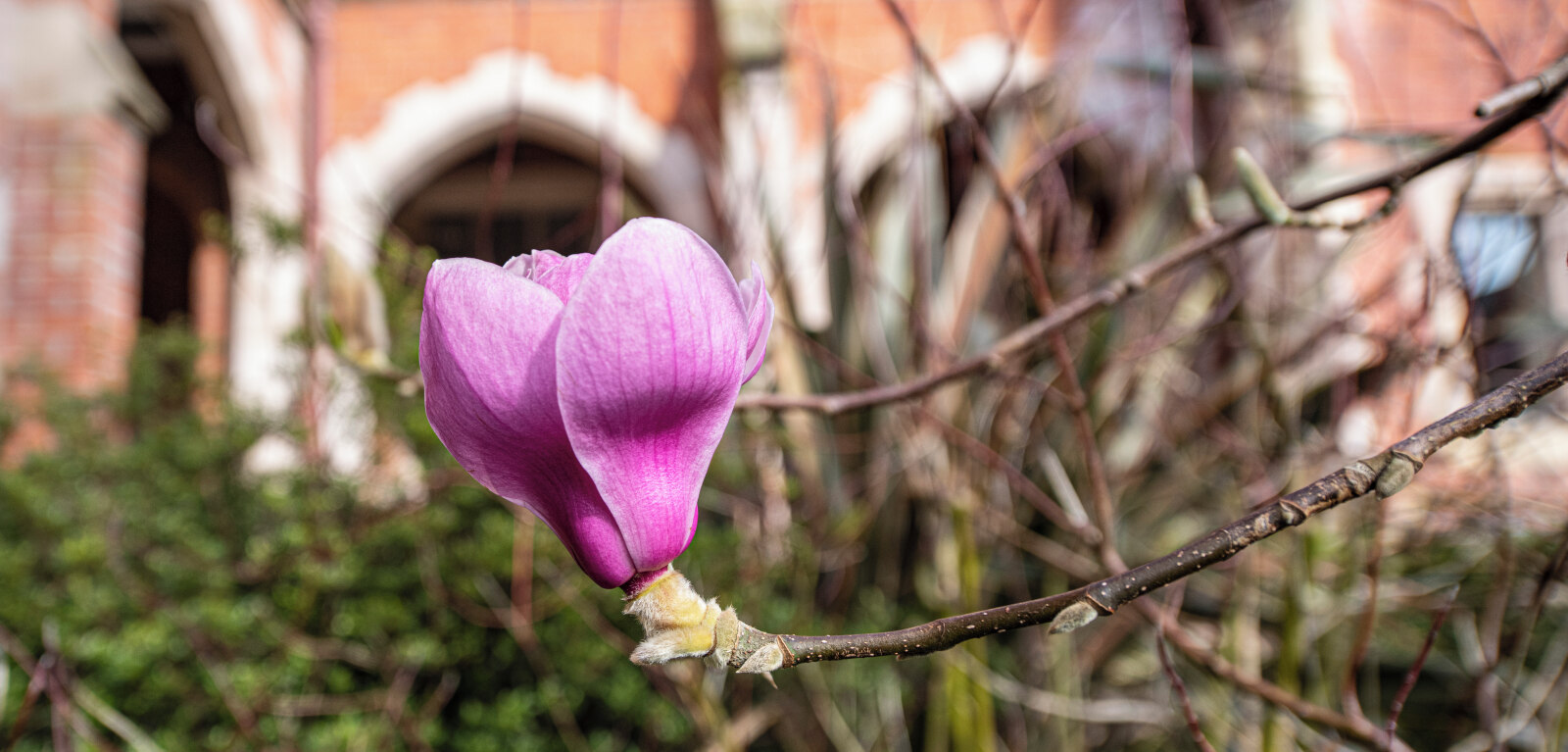 Magnolia tree in quad