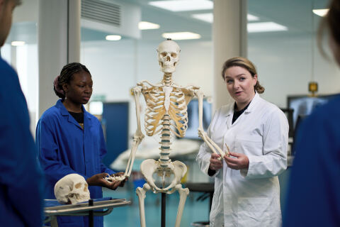 Teacher showing students a skeletal model