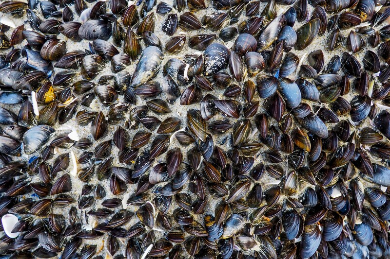 Mussels in sand on a beach