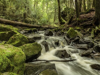 Mossy waterfall