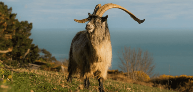 An Old Irish Goat pictured on a mountain