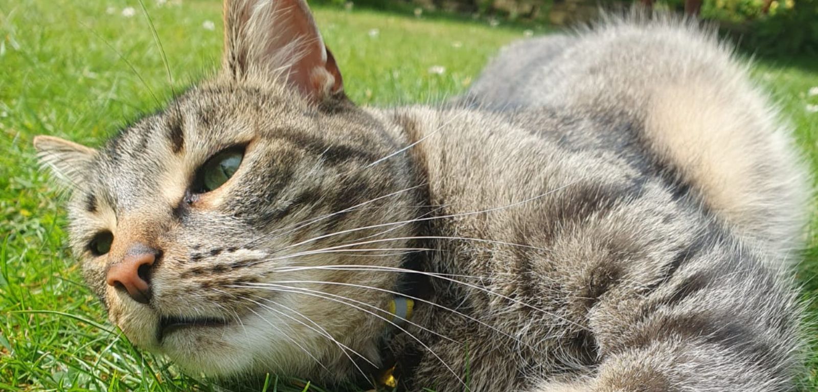 Aldo the cat