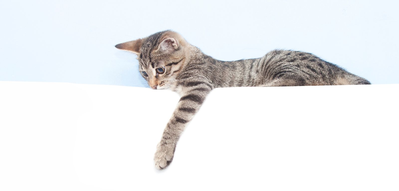 Cat lying down with its front paws outstretched